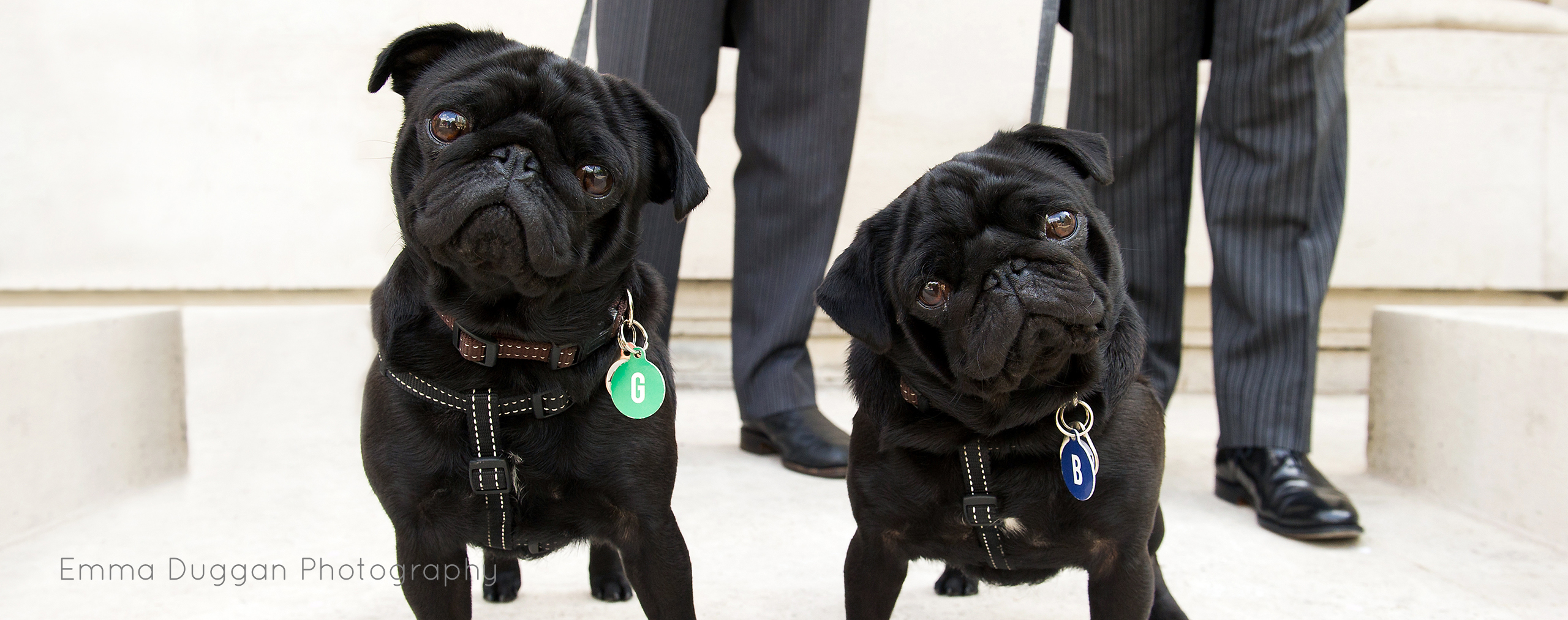 Dog-friendly venue