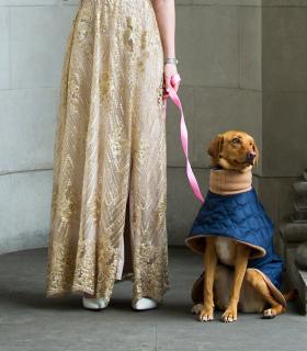 Dog at ceremony